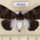 76165p Noctuidae Callophisma flavicornis Uganda $8