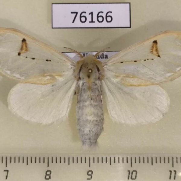 Lymantridae Naroma varipes f Uganda