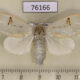 76166p Lymantridae Naroma varipes f Uganda $10