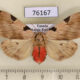 76167p Arctiidae Disparctia vittata f Uganda $17