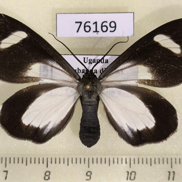 Geometridae Pitthea famula f Uganda