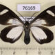 76169p Geometridae Pitthea famula f Uganda $30