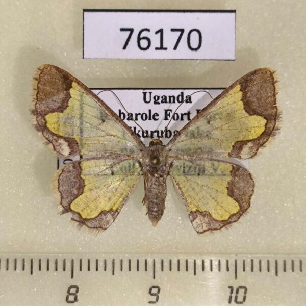 Geometridae Zamarada melpomene f Uganda