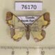 76170p Geometridae Zamarada melpomene f Uganda $12