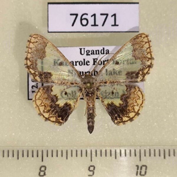 Geometridae Zamarada dentigera Uganda