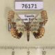 76171p Geometridae Zamarada dentigera Uganda $8