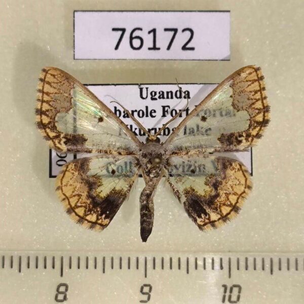 Geometridae Zamarada dentigera Uganda