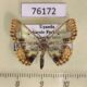 76172p Geometridae Zamarada dentigera Uganda $12