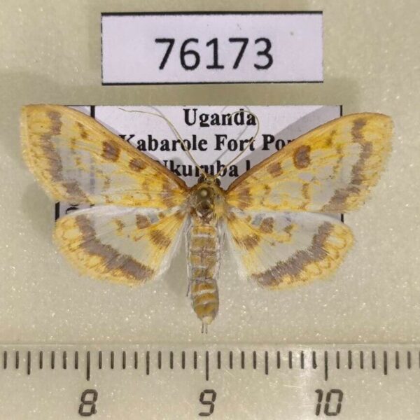 Crambidae Pyrausta semilimbalis Uganda