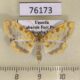 76173p Crambidae Pyrausta semilimbalis Uganda $8