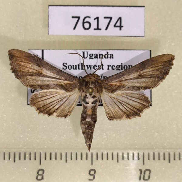 Euteliidae Eutelia favillatrix Uganda