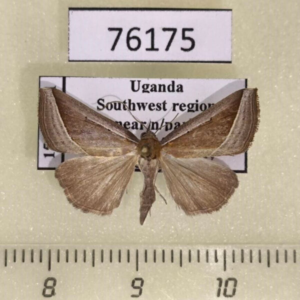 Noctuidae Hypena semilutea Uganda