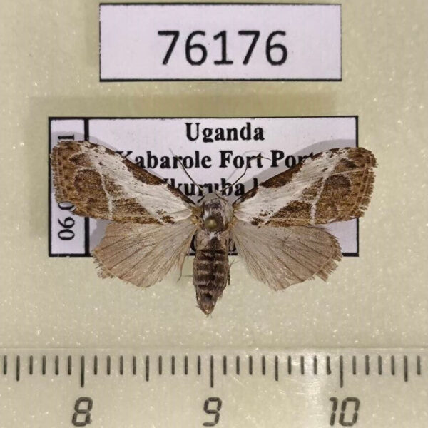 Noctuidae Meganola leucographa Uganda