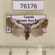 76176p Noctuidae Meganola leucographa Uganda $10