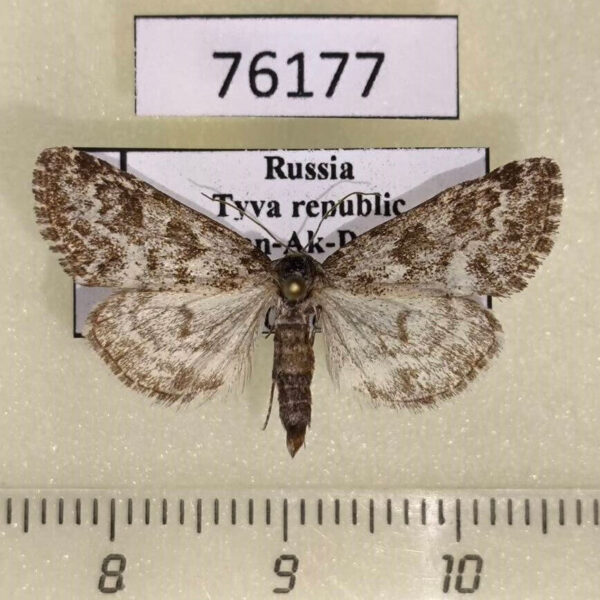 Noctuidae Victrix umovii Tyva rep.