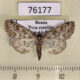 76177p Noctuidae Victrix umovii Tyva rep. $30