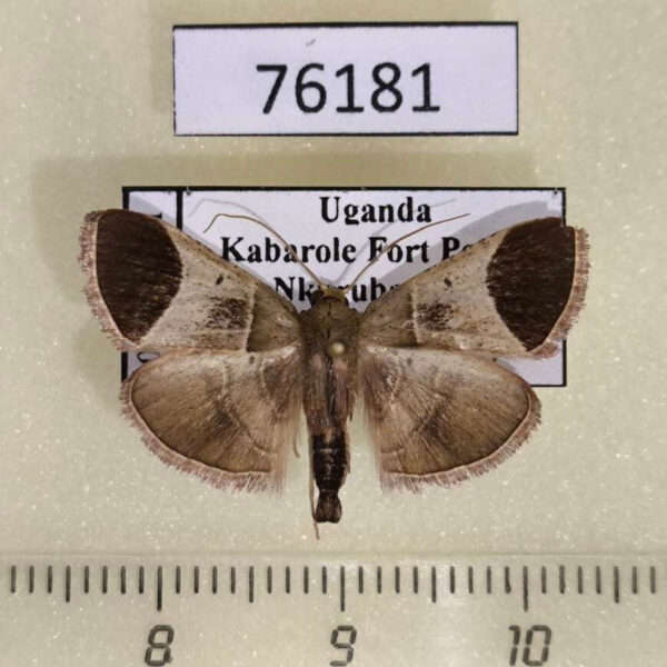 Pyralidae  Zitha sp. Uganda