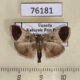 76181p Pyralidae Zitha sp. Uganda $5