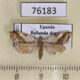 76183p Tortricidae Trymalitis scalifera Uganda $5