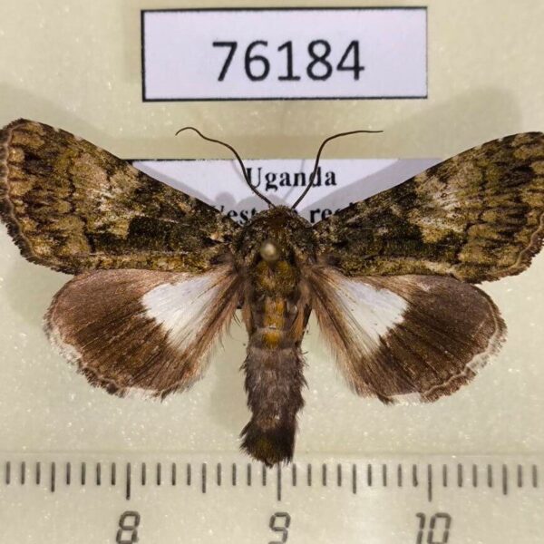 Noctuidae Aedia iridocosma Uganda