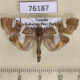 76187p Crambidae Glyphodes bitriangulalis Uganda $4