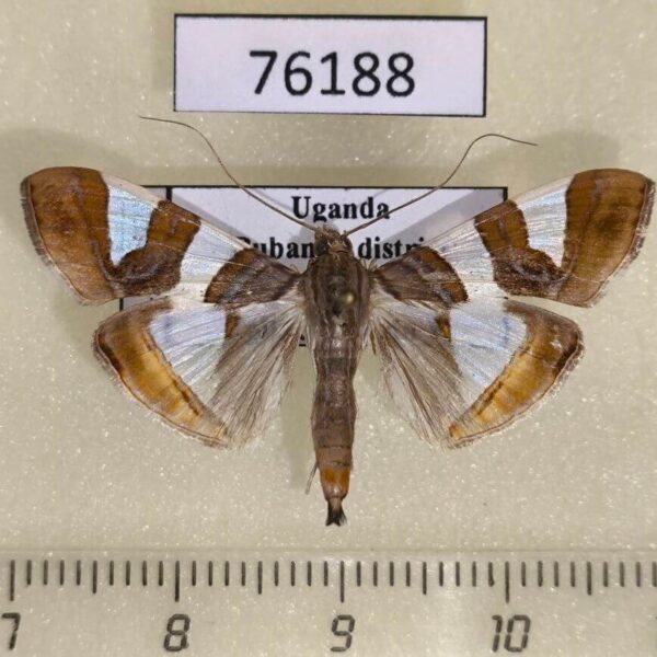 Crambidae Glyphodes bitriangulalis Uganda