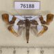 76188p Crambidae Glyphodes bitriangulalis Uganda $7