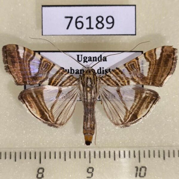 Crambidae Glyphodes stolalis Uganda