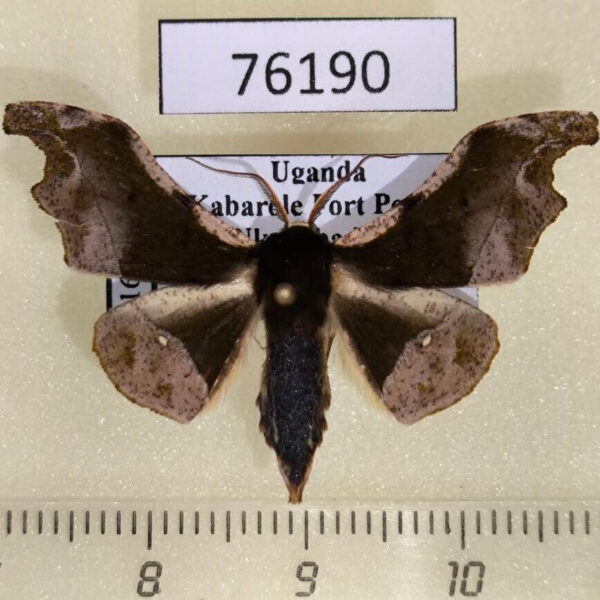 Geometridae Sphingomima cinereomarginata Uganda