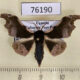 76190p Geometridae Sphingomima cinereomarginata Uganda $10