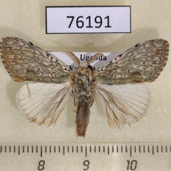 Lymantridae Griveaudyria sp. cangia Uganda