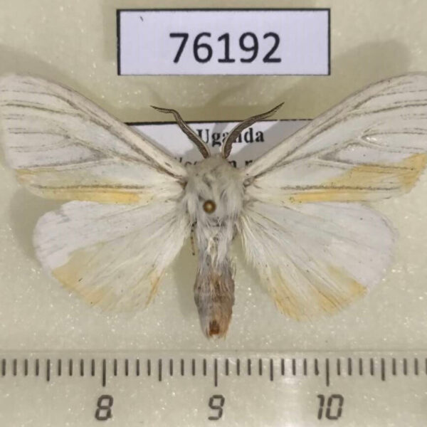 Lymantridae Pseudarctia nivea Uganda