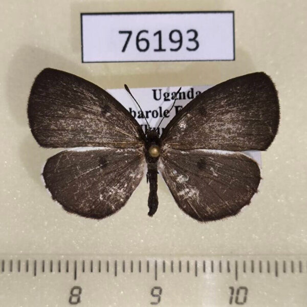 Lycaenidae Liptena ilma ugandae Uganda