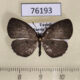 76193p Lycaenidae Liptena ilma ugandae Uganda $6