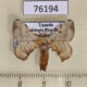 76194p Bombycidae Racinoa obliquisigna Uganda $8