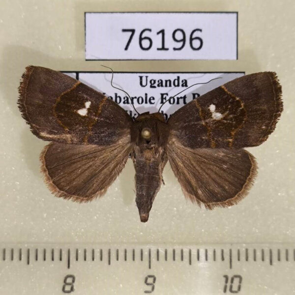 Noctuidae Metaleptina geminastra f Uganda
