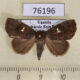 76196p Noctuidae Metaleptina geminastra f Uganda $9