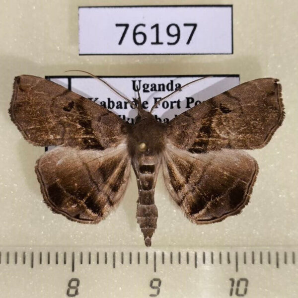 Noctuidae Trichopalpina zethesia Uganda