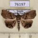 76197p Noctuidae Trichopalpina zethesia Uganda $9