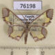 76198p Geometridae Zamarada melpomene Uganda $8