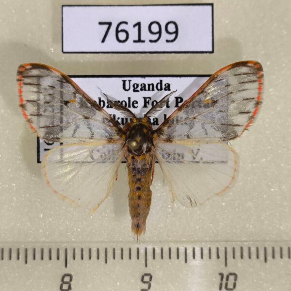 Lymantridae Rhypopteryx rubripunctata Uganda