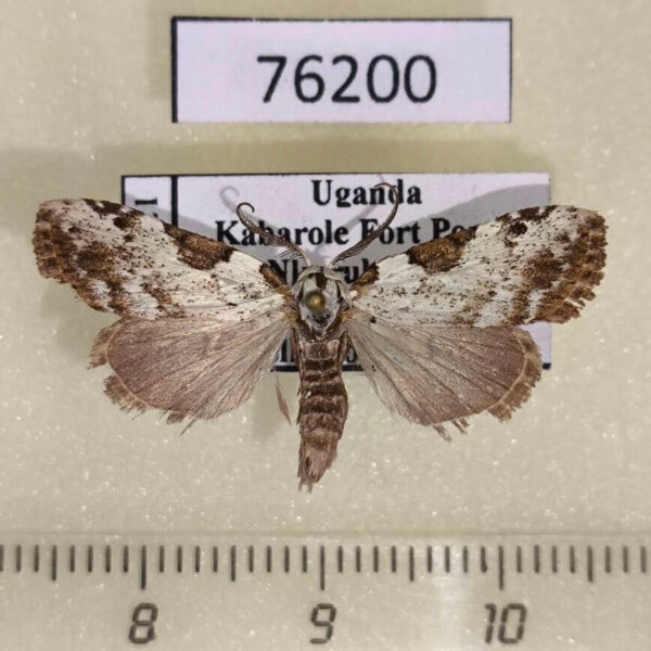 Noctuidae Meganola argentitincta Uganda