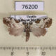 76200p Noctuidae Meganola argentitincta Uganda $4