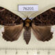 76201p Noctuidae Tolna burdoni f Uganda $20