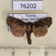 76202p Noctuidae Oligia flava Uganda $9