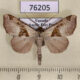76205p Noctuidae Marcipa argyrosema Uganda $7