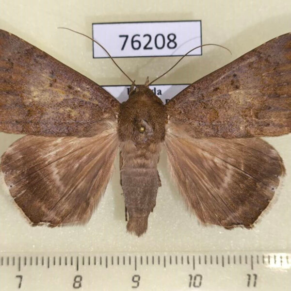 Noctuidae Achaea albicilia Uganda