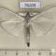 76209p Crambidae Stemorrhages sericea Uganda $9