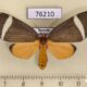 76210p Arctiidae Caryatis phileta f Uganda $20