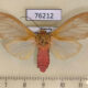 76212p Arctiidae Amerila vidua Uganda $5